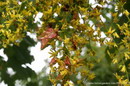 goldenrain tree